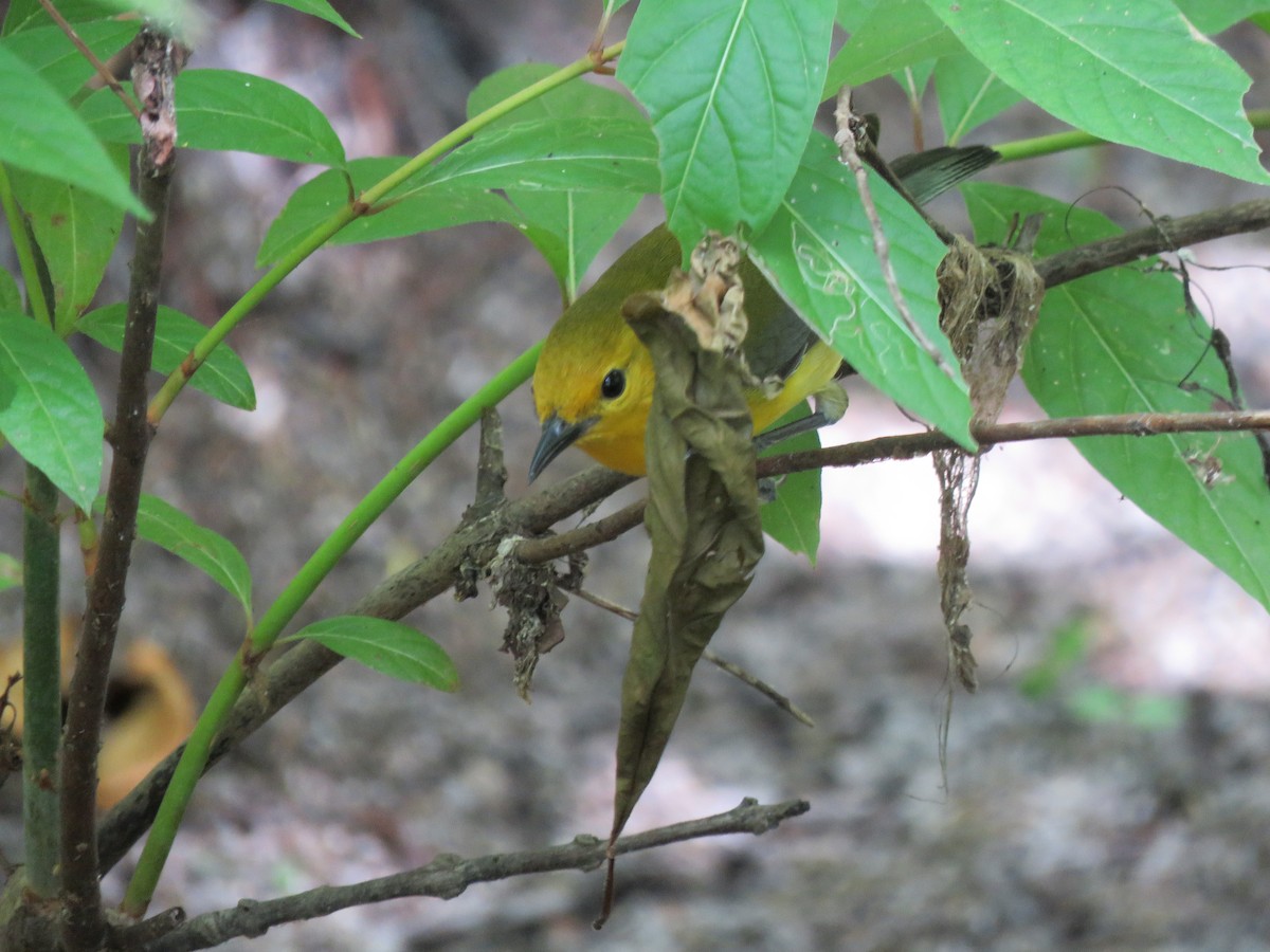 Prothonotary Warbler - ML562570741