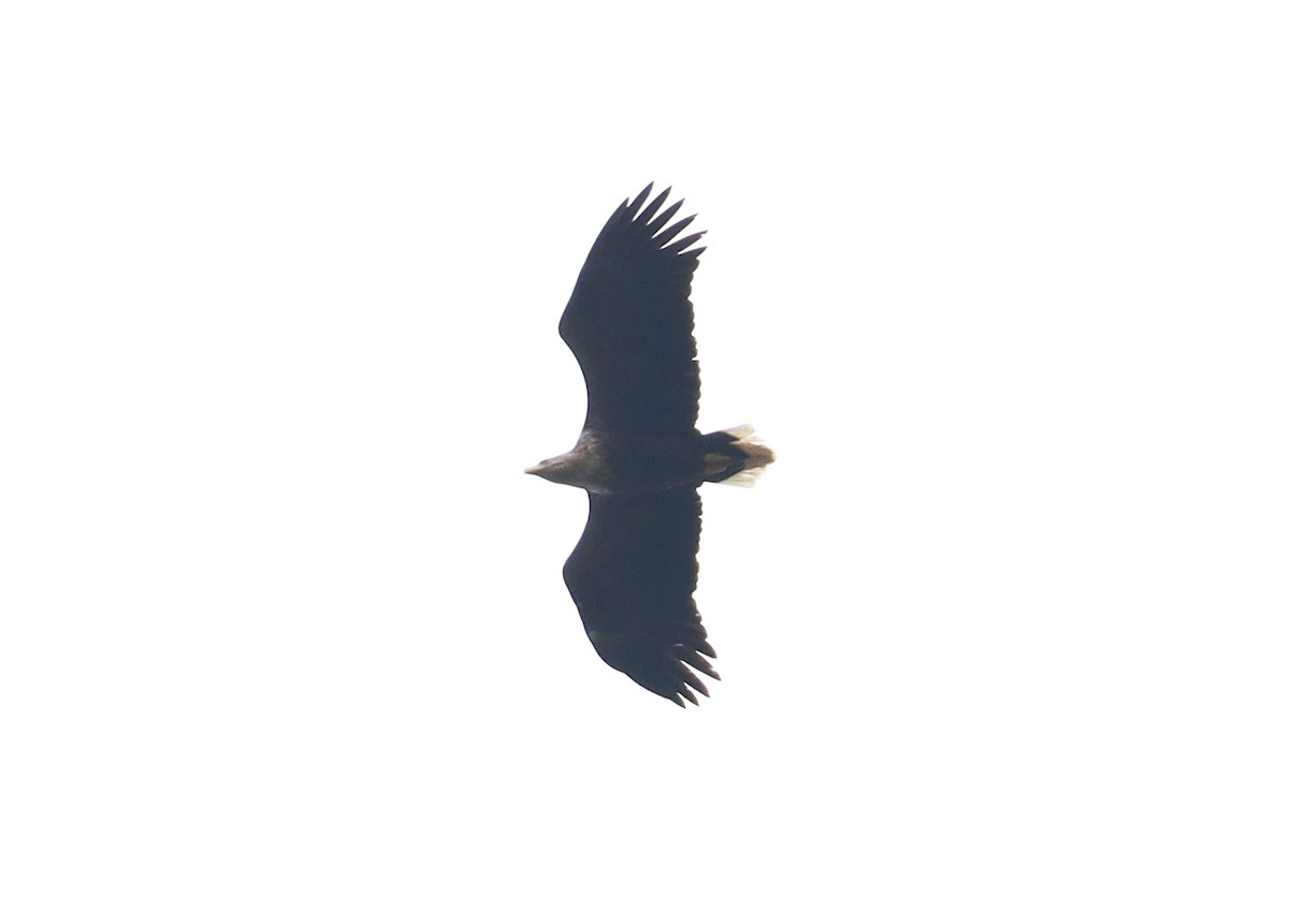 White-tailed Eagle - ML562572211
