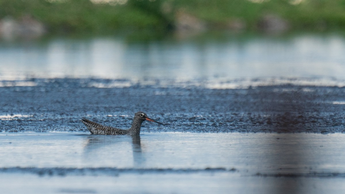 Spotted Redshank - ML562578281