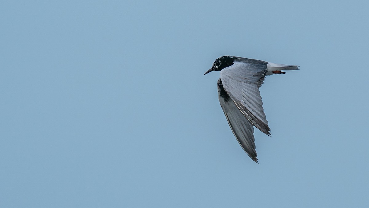 White-winged Tern - ML562578481