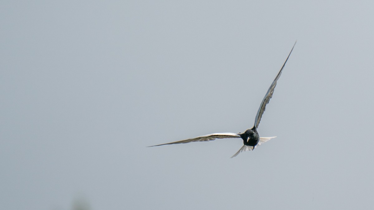 White-winged Tern - ML562578491