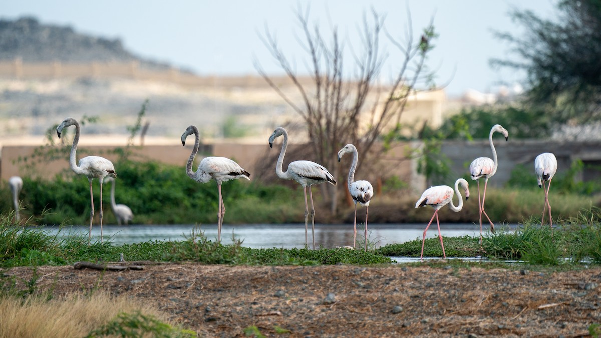 Greater Flamingo - Javier Cotin