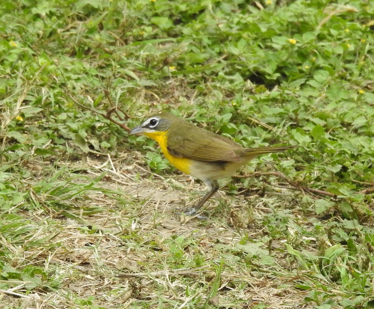 Yellow-breasted Chat - ML562579901