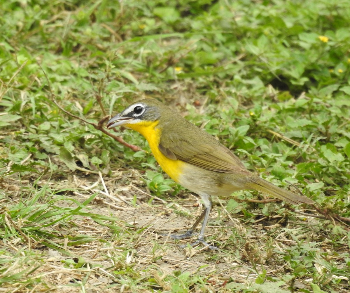 Yellow-breasted Chat - ML562579911