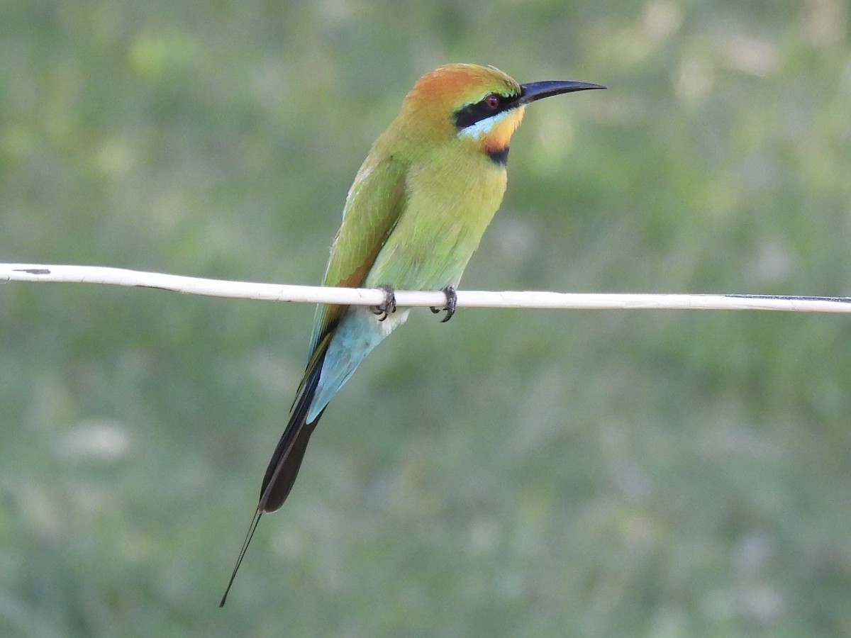 Rainbow Bee-eater - ML562580221