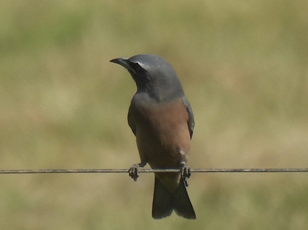 White-browed Woodswallow - ML562580391