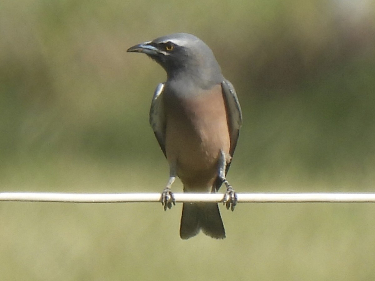 White-browed Woodswallow - ML562580401