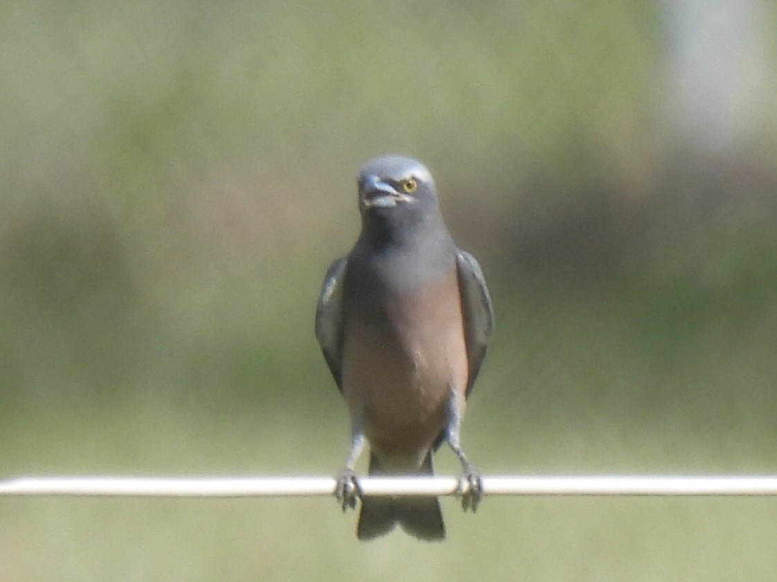 White-browed Woodswallow - ML562580411