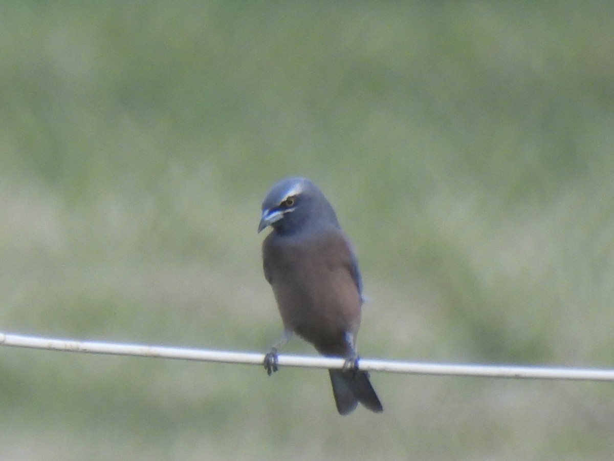 White-browed Woodswallow - ML562580421
