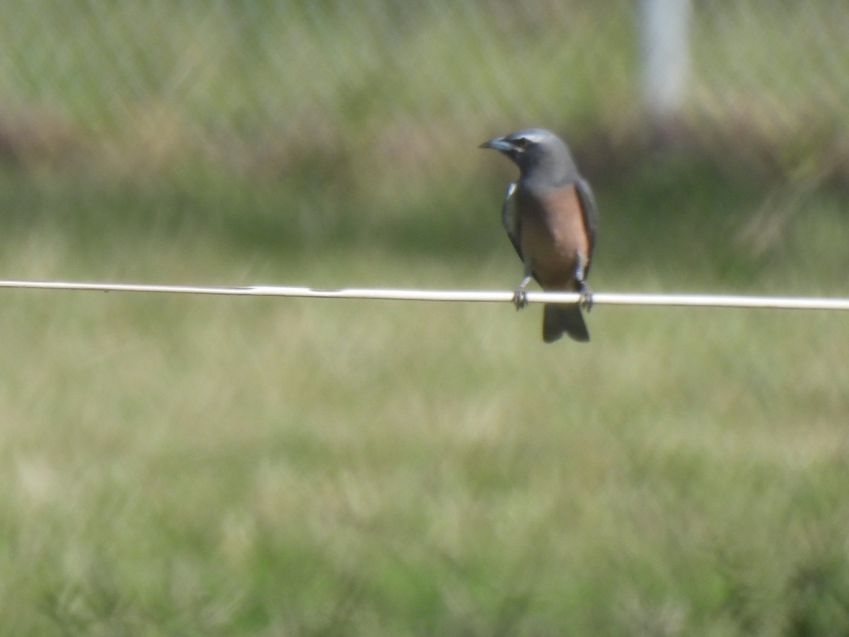 White-browed Woodswallow - ML562580431