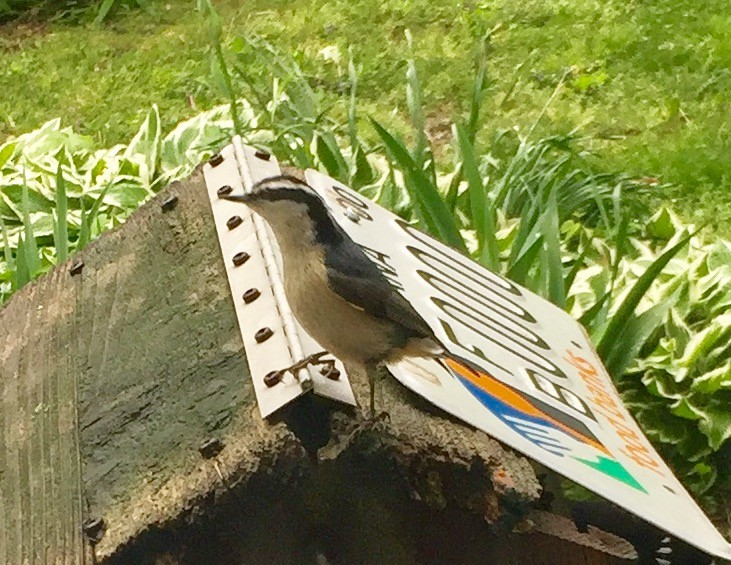 Red-breasted Nuthatch - Lois Rockhill
