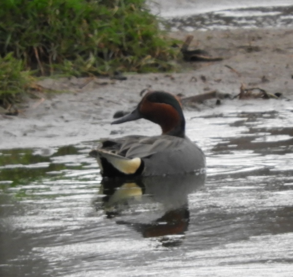 Green-winged Teal - ML562591831