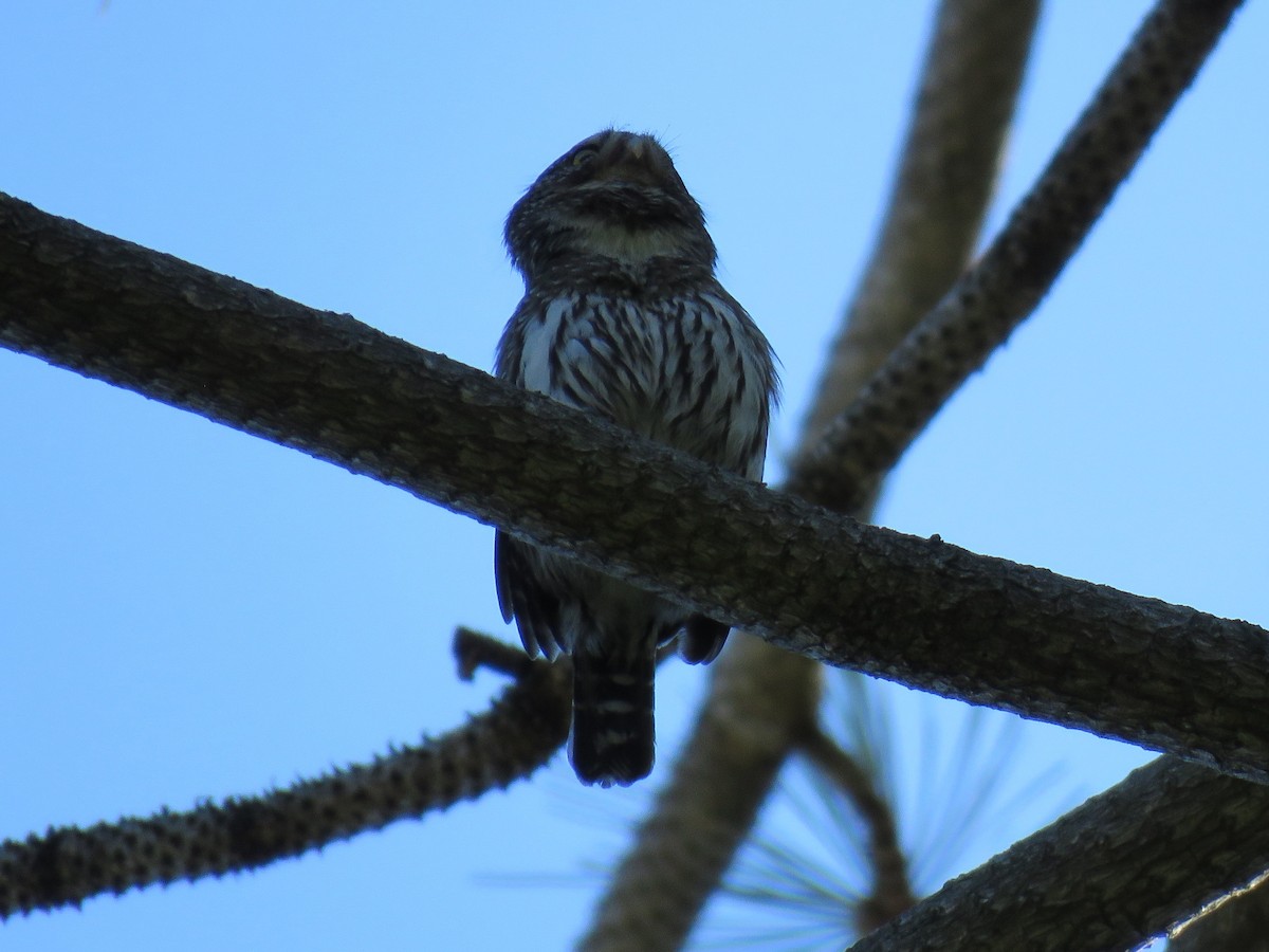 Northern Pygmy-Owl - ML56259431