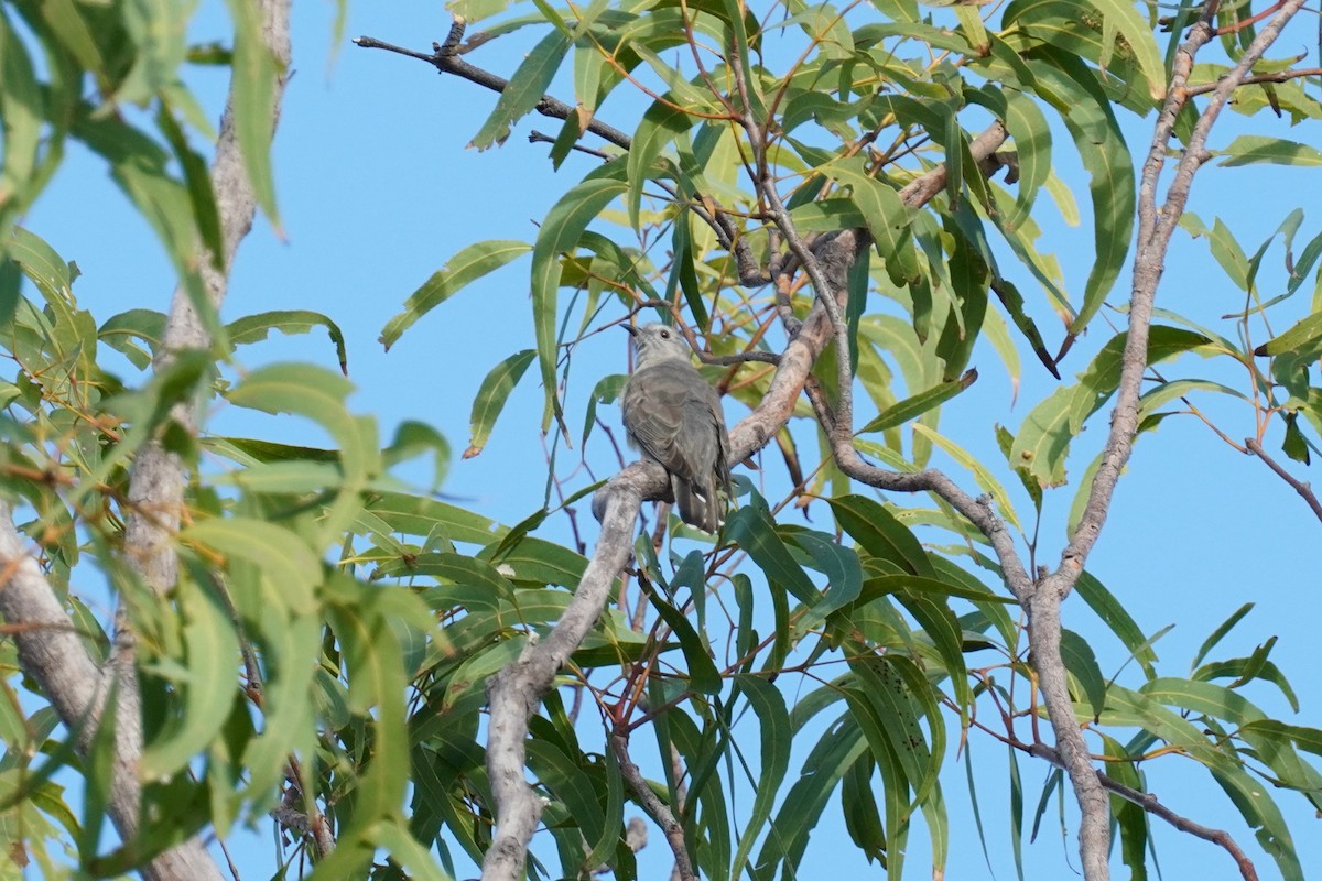 Brush Cuckoo (Australasian) - ML562596971