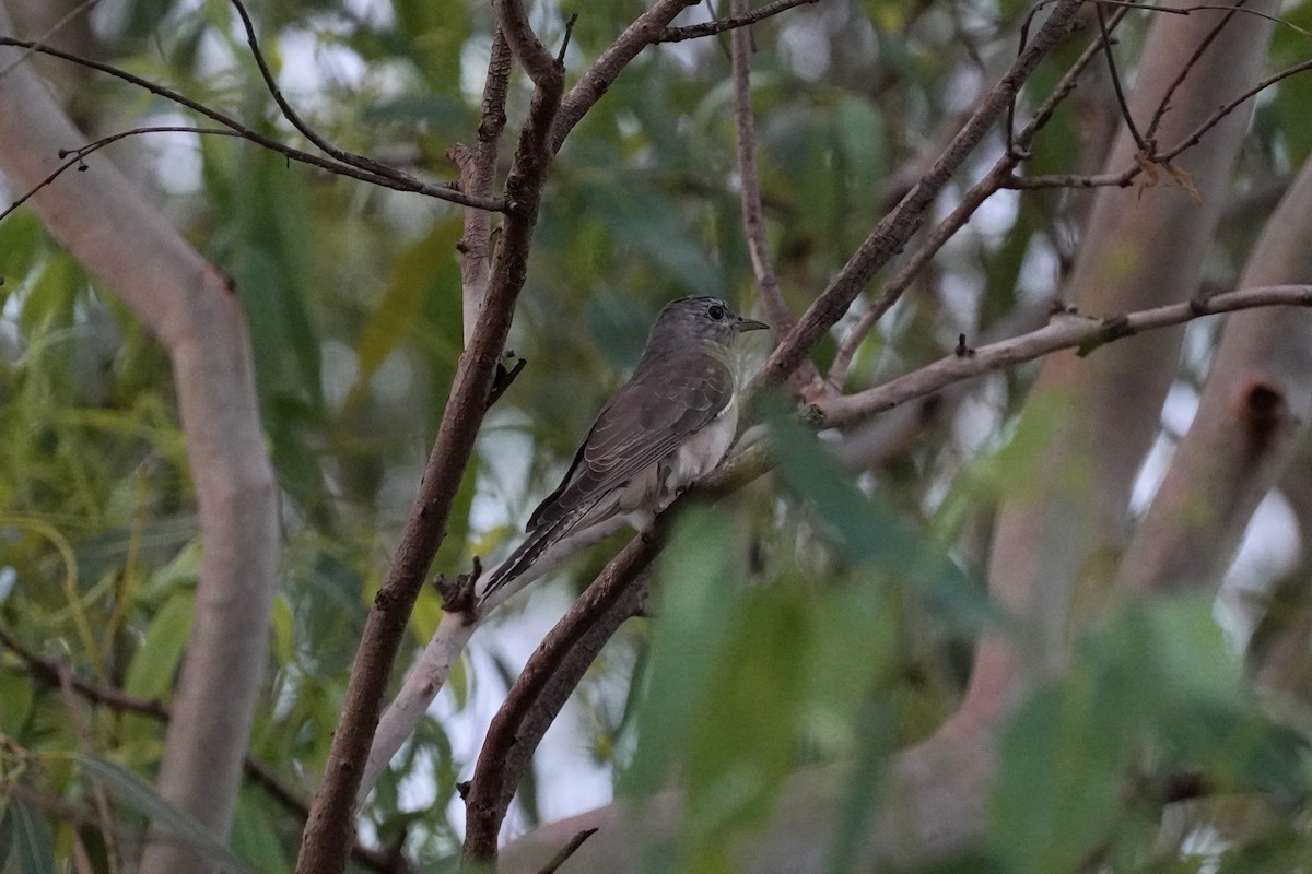 Brush Cuckoo (Australasian) - ML562596981