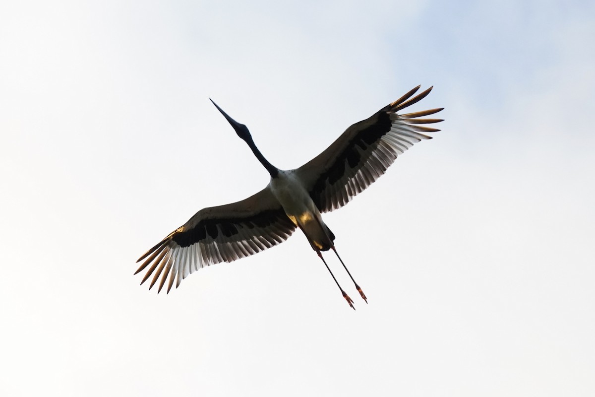 Black-necked Stork - ML562597051