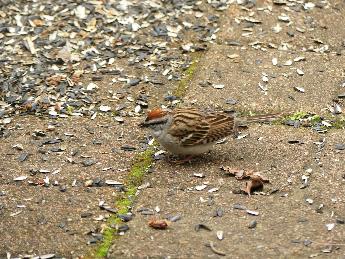 Chipping Sparrow - ML562598831