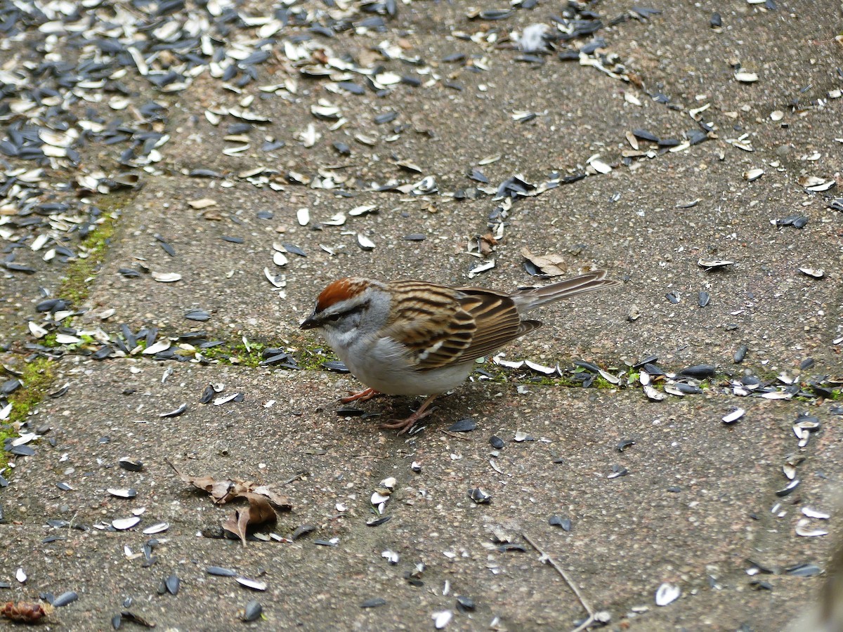 Chipping Sparrow - ML562598841