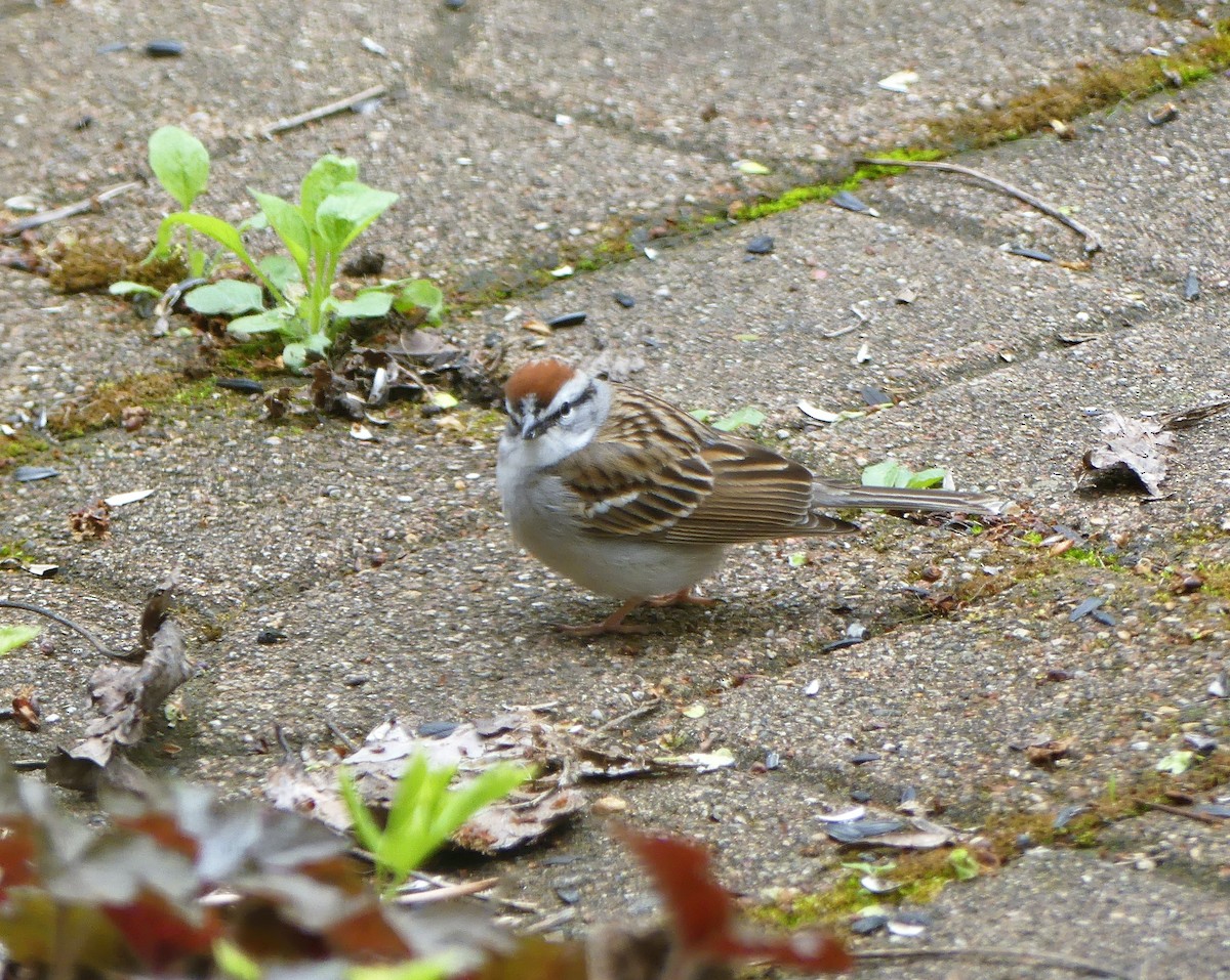 Chipping Sparrow - ML562598851