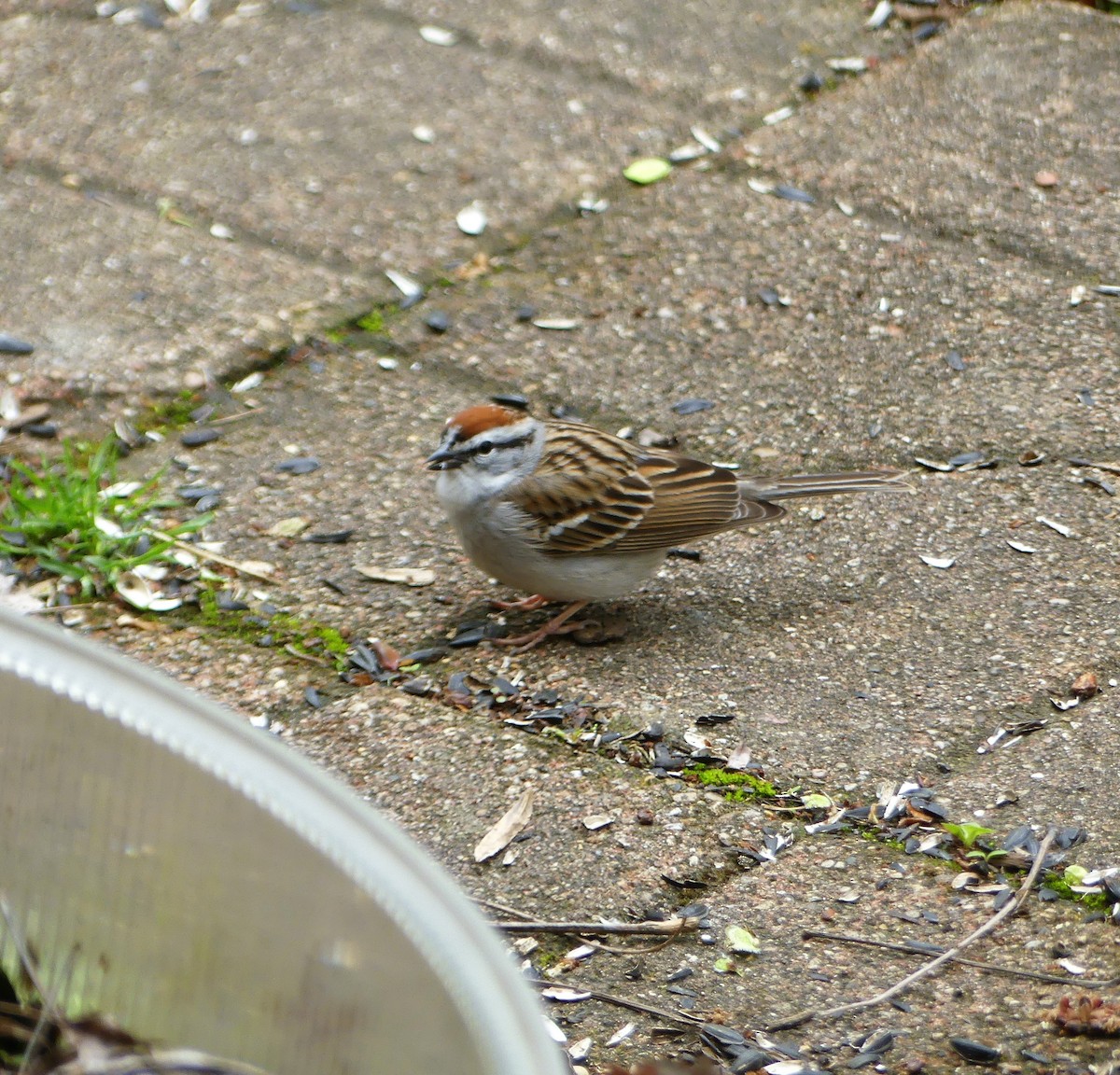 Chipping Sparrow - ML562598861