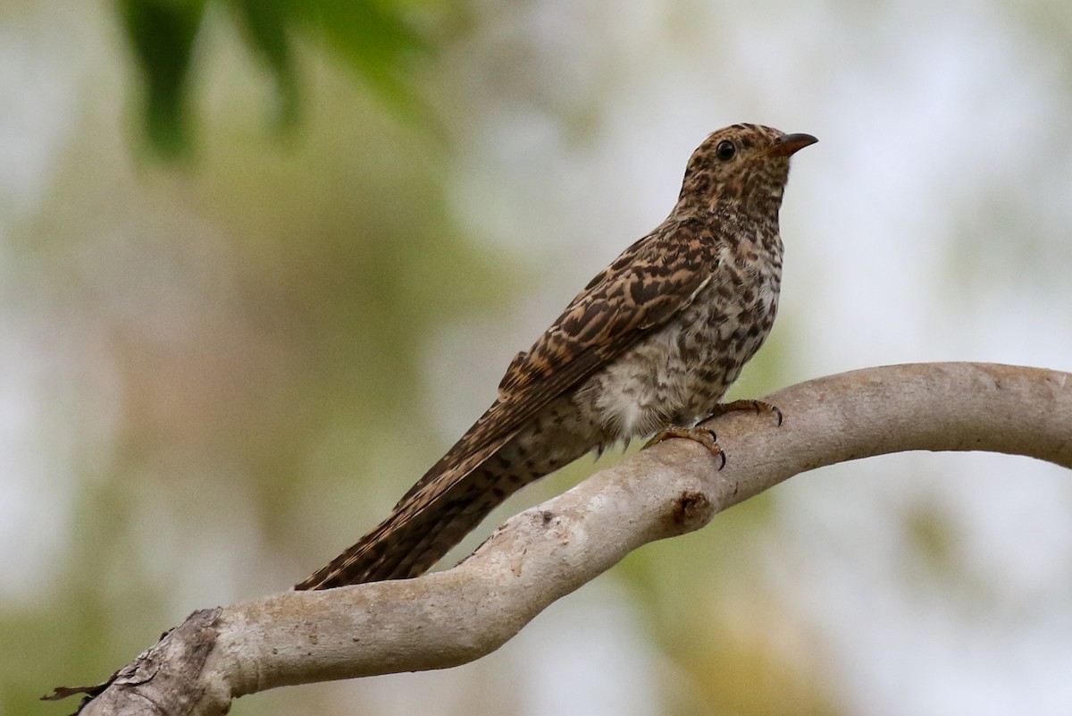 Brush Cuckoo (Australasian) - ML562602941