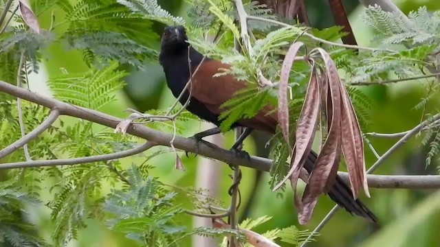 Greater Coucal - ML562603461