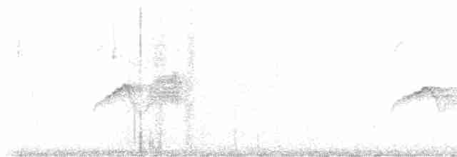 Weißbauch-Phoebetyrann - ML562603861