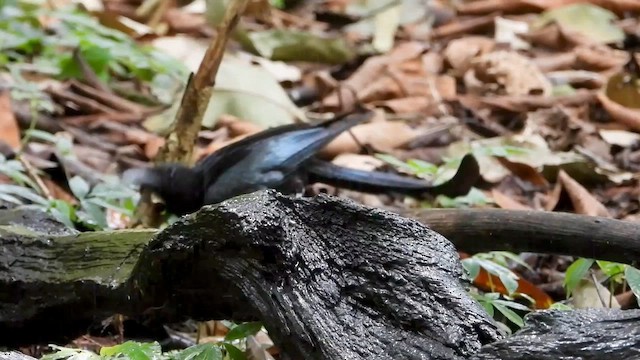 Hair-crested Drongo - ML562606591
