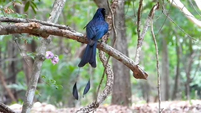 Greater Racket-tailed Drongo - ML562606811
