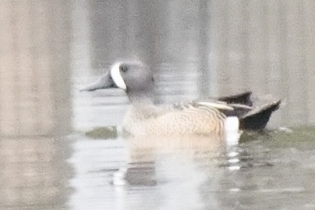 Blue-winged Teal - ML562607941