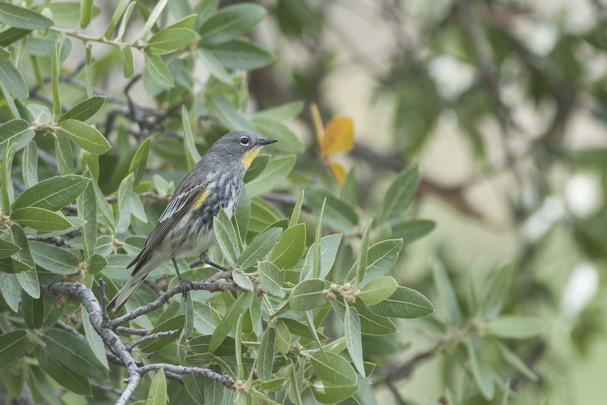 Yellow-rumped Warbler (Audubon's) - ML56260821