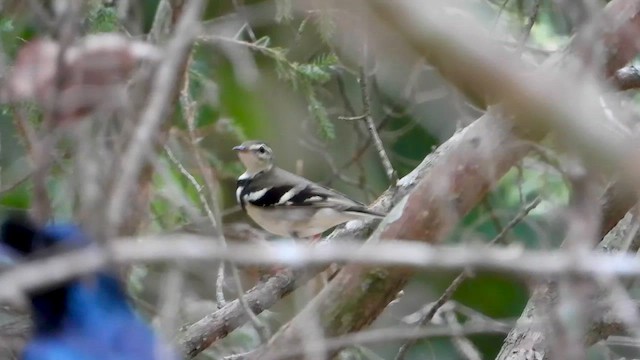 Forest Wagtail - ML562609491