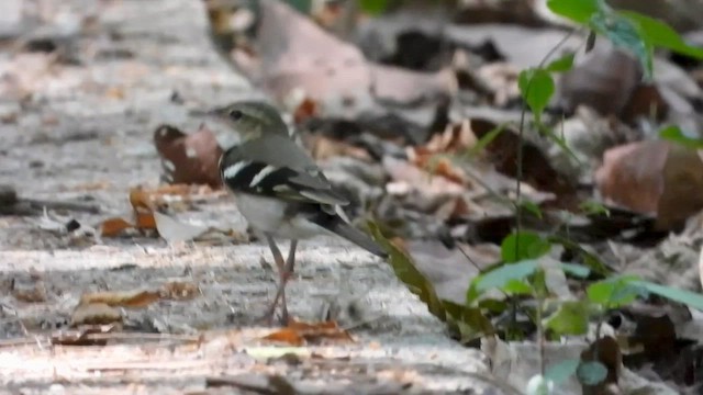 Forest Wagtail - ML562613961