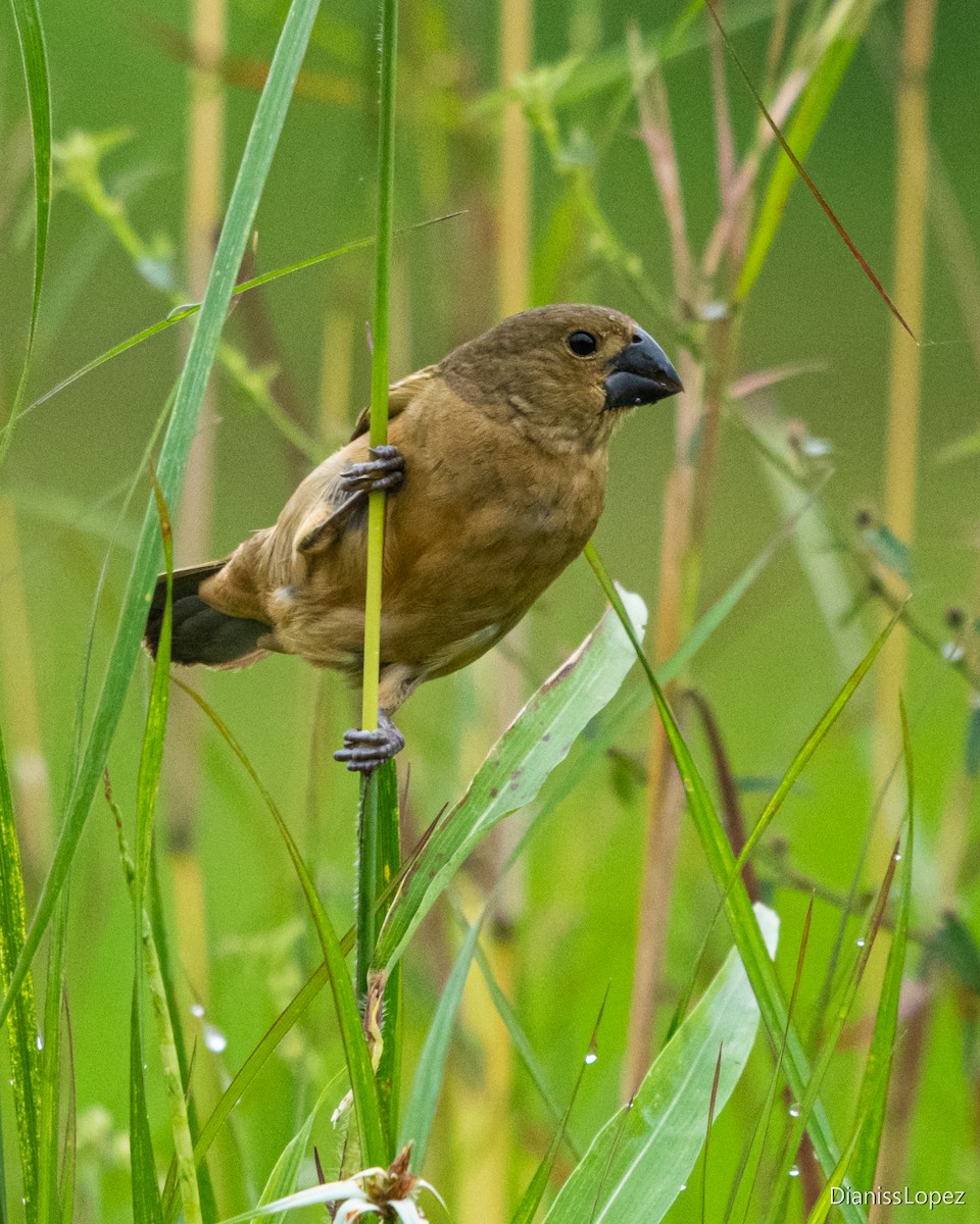 Large-billed Seed-Finch - ML562616211
