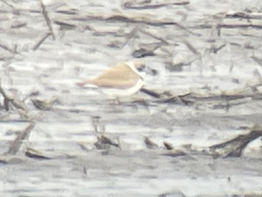 Semipalmated Plover - ML562622501