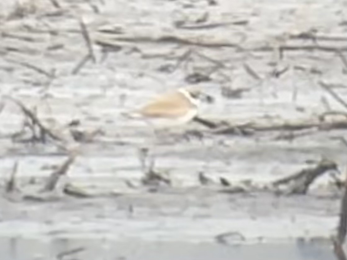 Semipalmated Plover - ML562622511