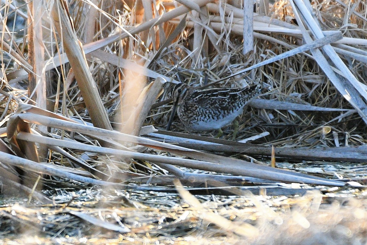 Wilson's Snipe - Liz Harper