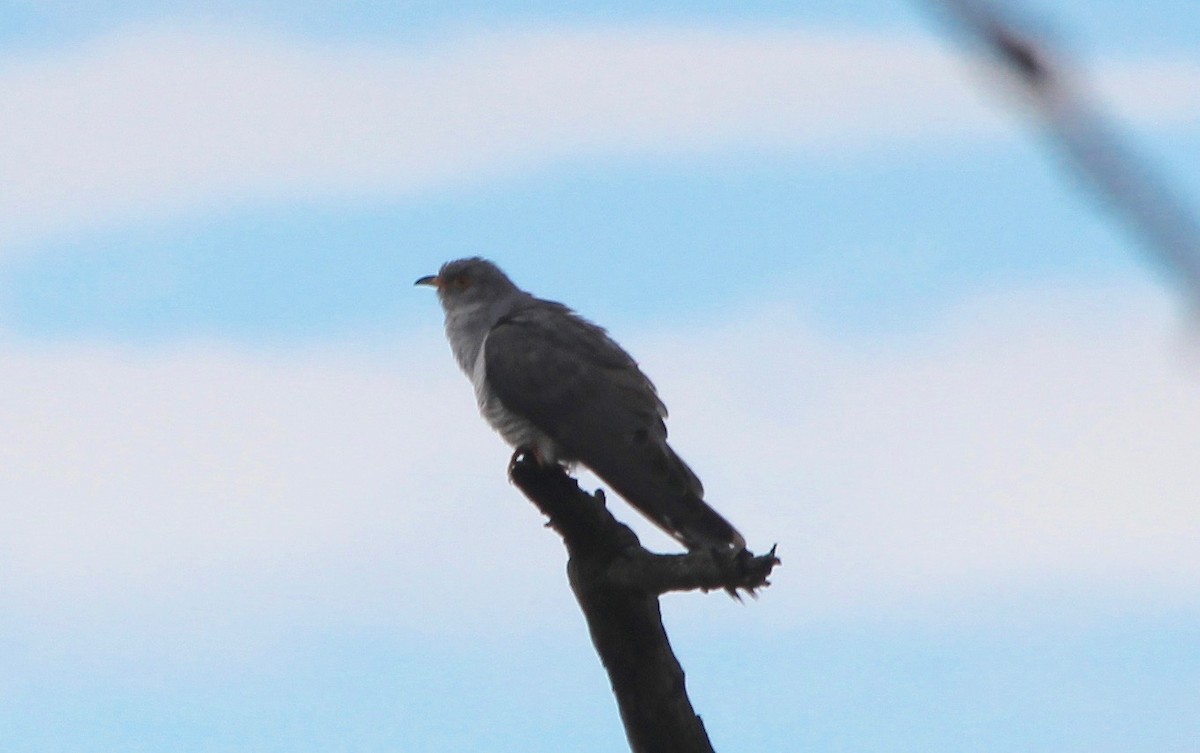 cuckoo sp. (Cuculidae sp.) - David Guarnieri