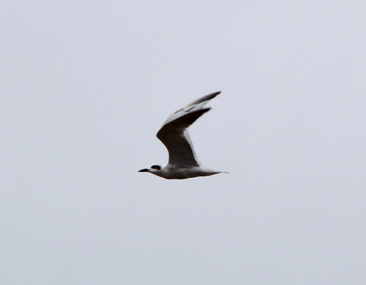 Gull-billed Tern - ML56263241