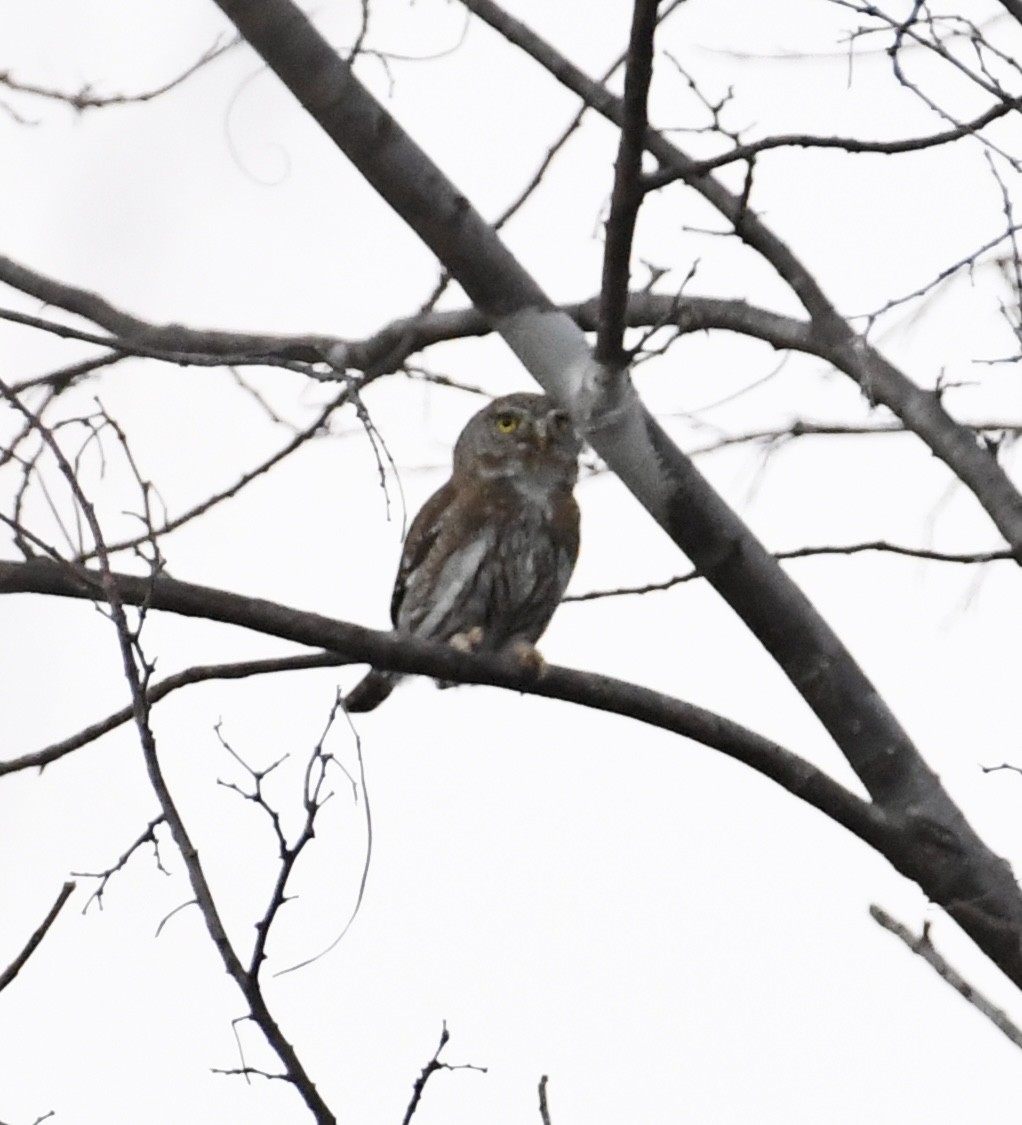 Northern Pygmy-Owl (Cape) - ML562637241