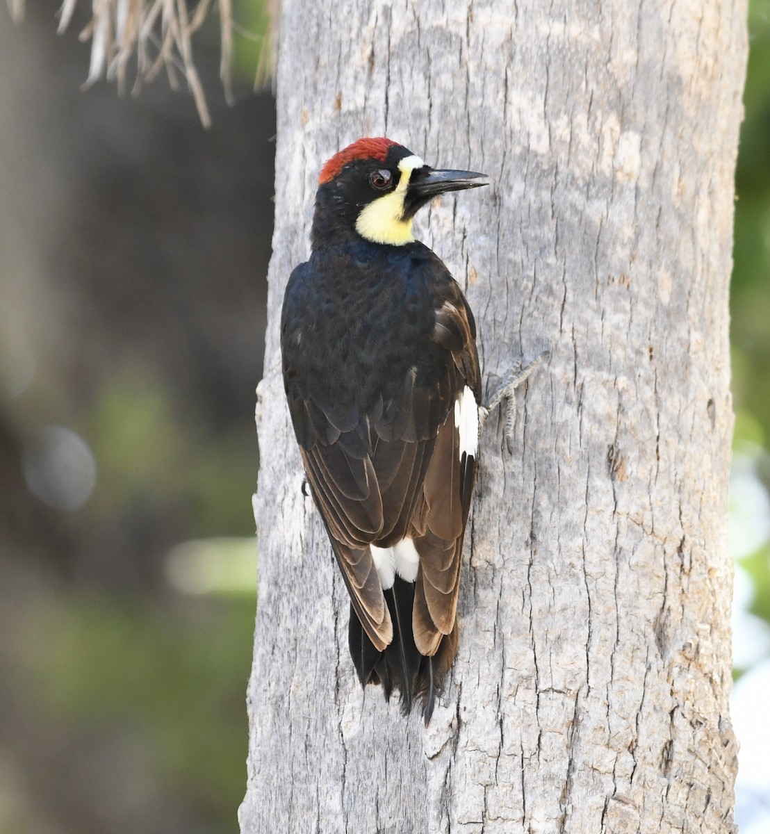 Acorn Woodpecker (Narrow-fronted) - Jonathan Heller