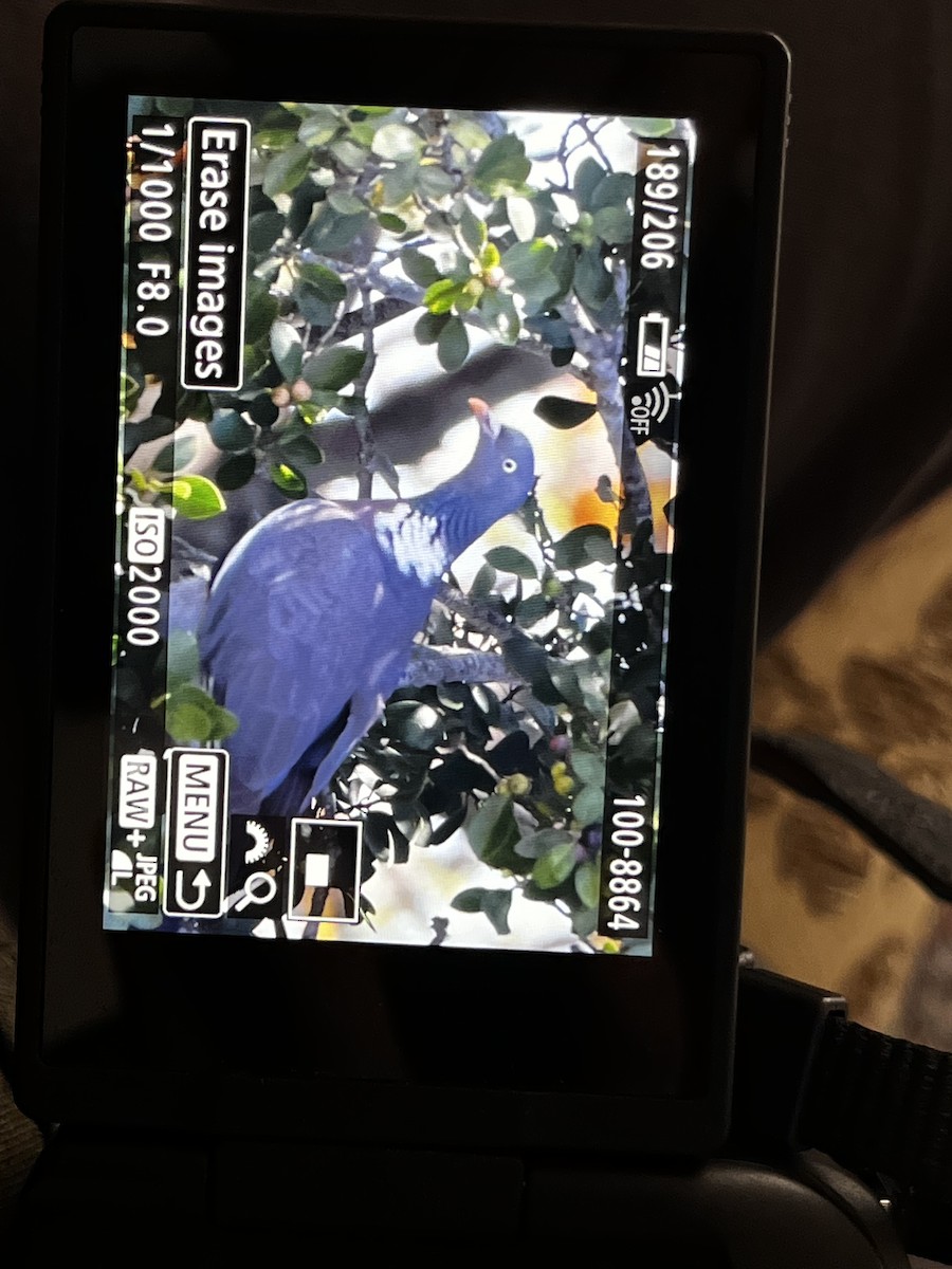 Common Wood-Pigeon - ML562637721