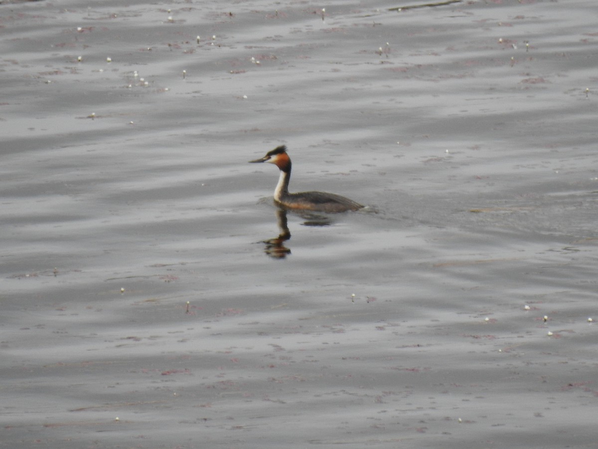 Great Crested Grebe - ML562638761