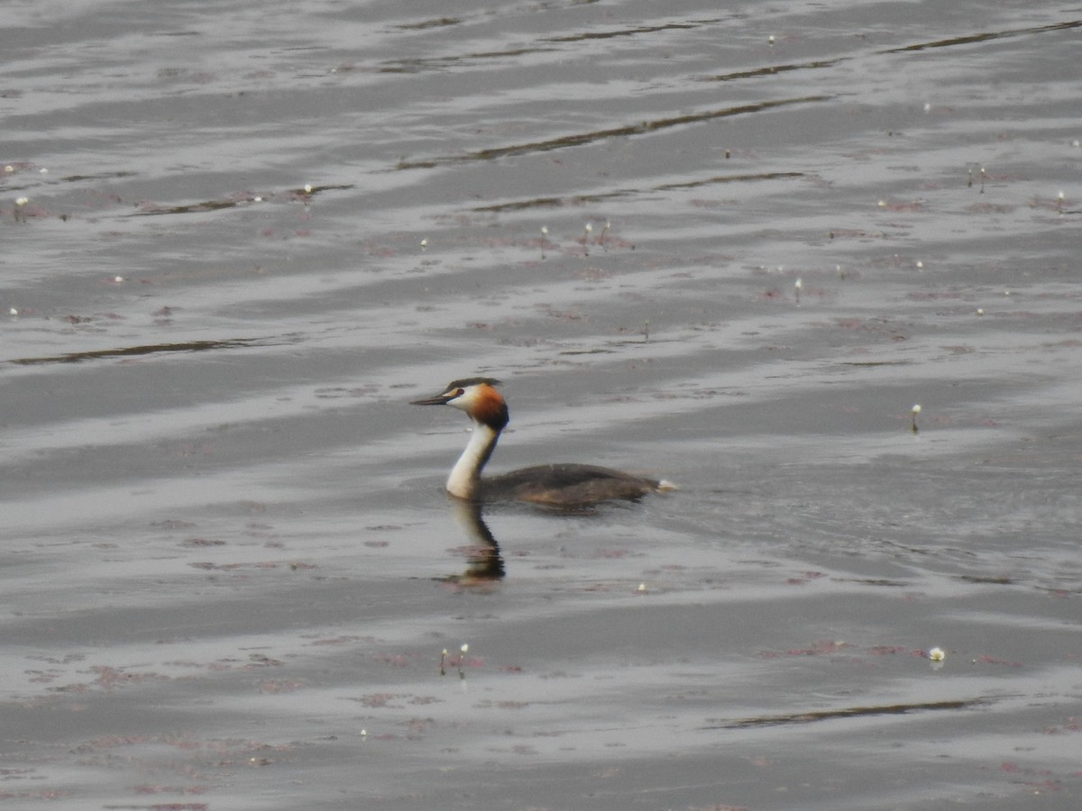 Great Crested Grebe - ML562638881