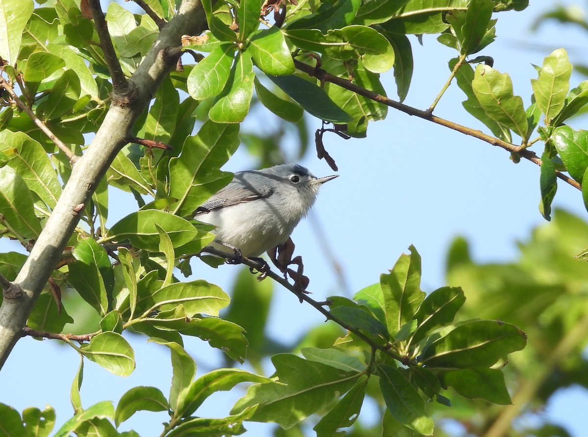 eBird Checklist 25 Apr 2023 Double Hammock Creek 20 species