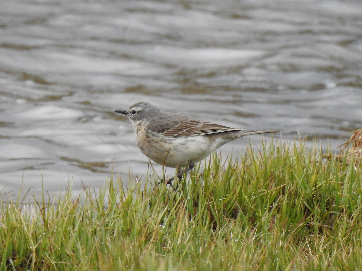 Water Pipit - ML562639661