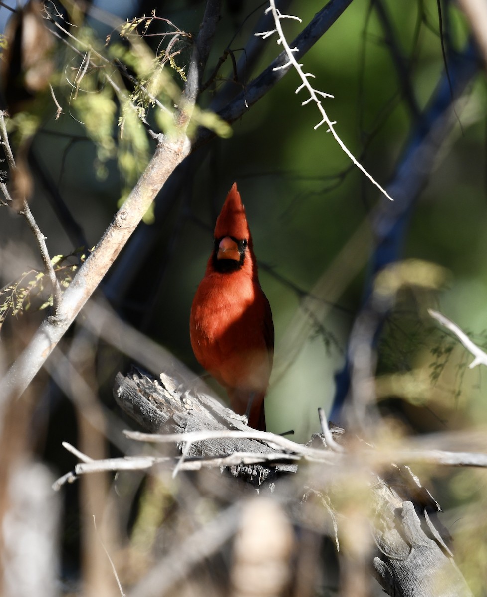 Northern Cardinal - ML562640471