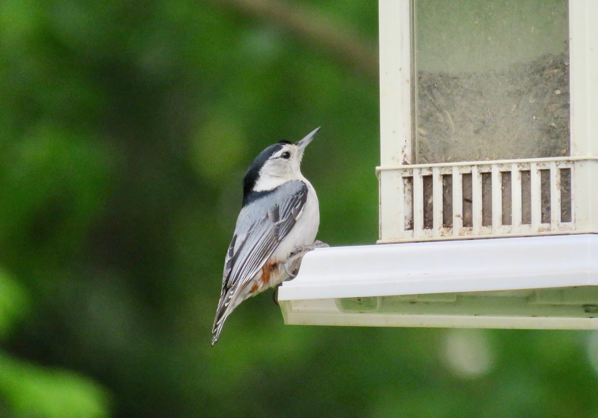 White-breasted Nuthatch - ML562640581