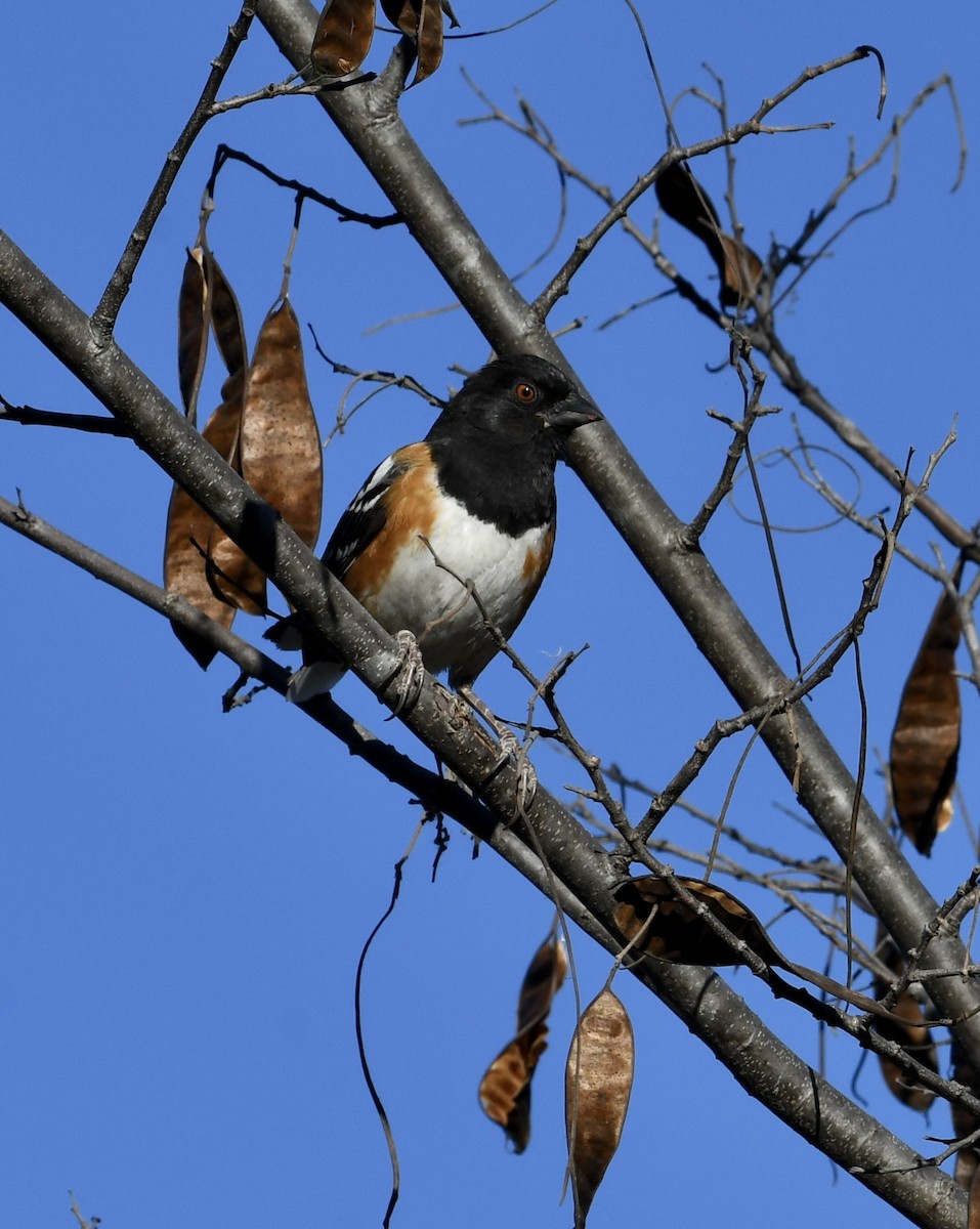 Spotted Towhee - ML562640921