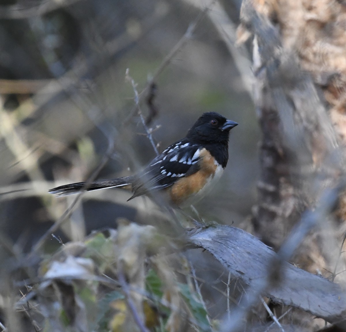 Spotted Towhee - ML562640931
